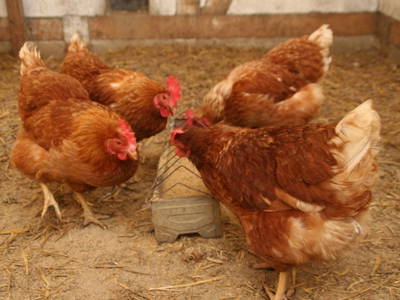 Bild 23 aus  Ferienhof  am Hennesee