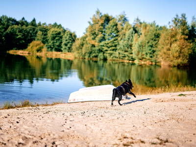 Hunde sind willkommen