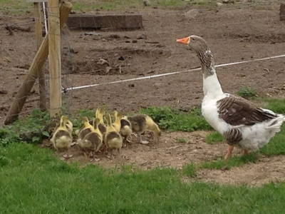 Bild 9 aus  Hannas Ranch