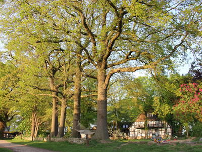 Bild 14 aus  Rumlerhof