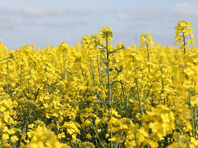 Rapsblüte