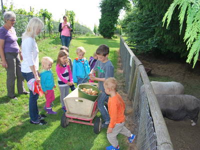 Bild 18 aus  Obst- und Ferienhof Gomeringer