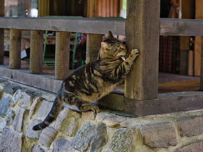 Bild 36 aus  LandSelection Drewes-Hof