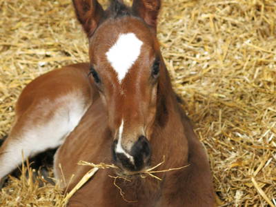 Bild 7 aus  Bernsteinreiter Hirschburg