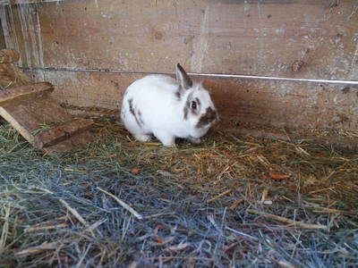 Bild 18 aus  Rieplechnhof