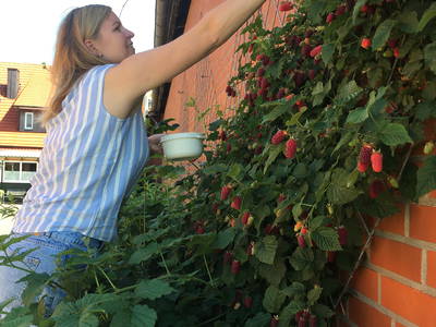 Bild 17 aus  Ferienhof Westermann