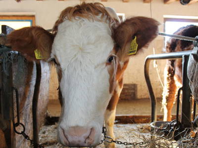 Bild 10 aus  Oberköbenhof