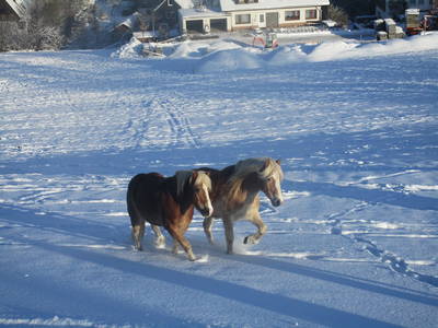 Bild 15 aus  Ferienbauernhof Voß