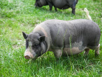 Bild 29 aus  Steinermühle