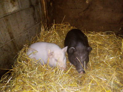 Bild 27 aus  Steinäckerhof