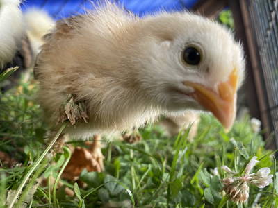 Bild 13 aus  Ostsee Ferienhof Kluvetasch