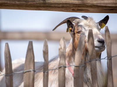 Bild 20 aus  Erharthof - Familie Lautenbacher