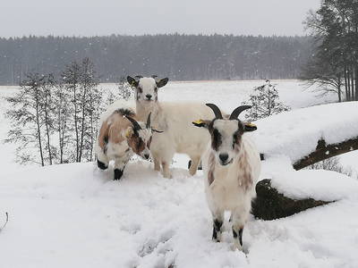 Bild 35 aus  Steigerwaldhof Krafft