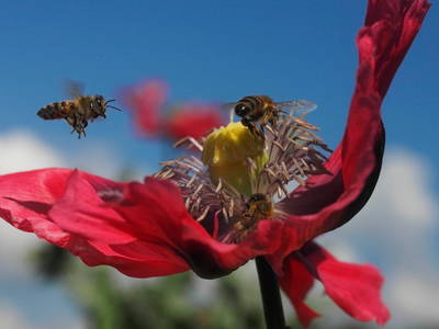 Bild 23 aus  Pristinger Hof