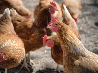 Bild 12 aus  Gschwinghof