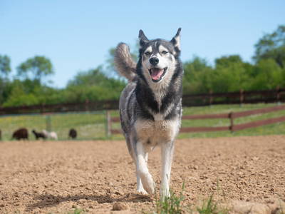 Bild 27 aus  Bauer Korl's Golchener Hof