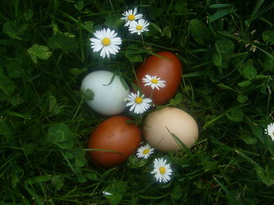 Bild 154 aus  Allgäu Bergferienhof