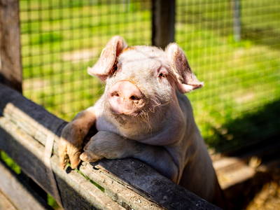 Bild 4 aus  Ferienhof Wolschendorf