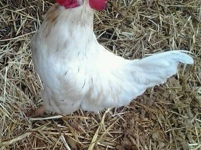 Bild 23 aus  Urlaub auf dem Lande zwischen den zwei Meeren - Apulien - Salento