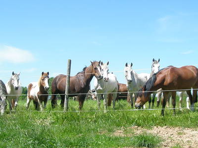 Bild 10 aus  Lautersheimer Gutshof