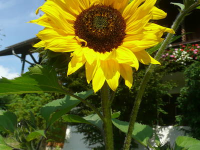 Bild 21 aus  Der Adlerhof