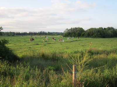 Bild 37 aus  Lindenhof