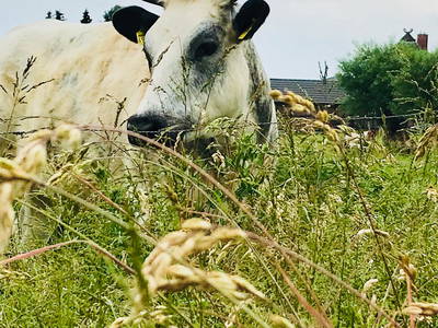 Bild 59 aus  Ostsee Ferienhof Kluvetasch