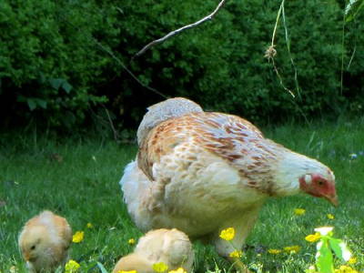 Bild 8 aus  Ferienhof  Moos