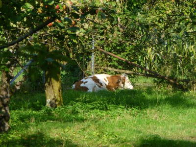 Bild 5 aus  Baierhof