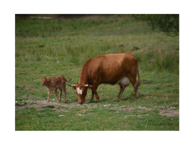 Bild 9 aus  Salenhof