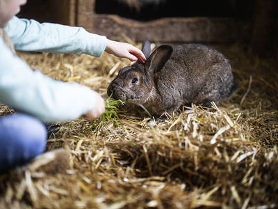 Bild 11 aus  Ferienhof Schade