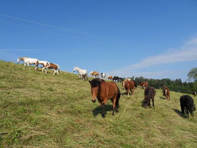 Bild 21 aus  Hubertushof Steidle