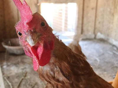 Bild 26 aus  Reiherhof