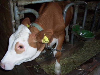 Bild 27 aus  Steinerhof