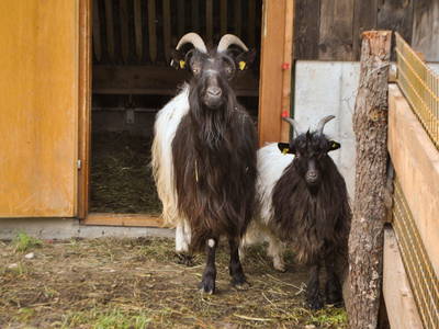 Bild 17 aus  Ferienheim Riedhof