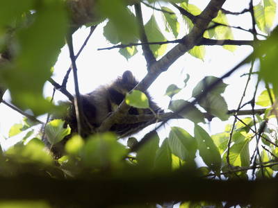 Waschbär im Kirschbaum