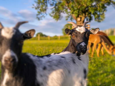 Bild 52 aus  Ferienwohnungen Wagner