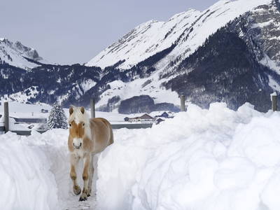 Bild 51 aus  Haus Bergquell mit Pferdestall