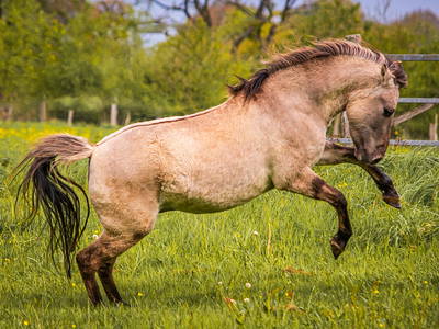 Bild 13 aus  Mitteltalhof "Lebensraum mit Vision"