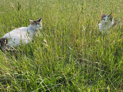 Bild 12 aus  Ferienhof Westermann