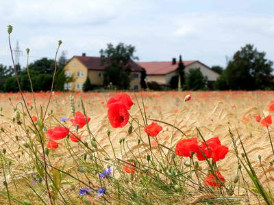 Bild 22 aus  Ferienhof Birnbaum