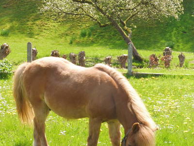 Bild 17 aus  Ferienhof Am Wunderberg