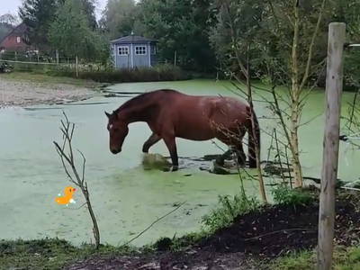 Baden eines Trailwallachs