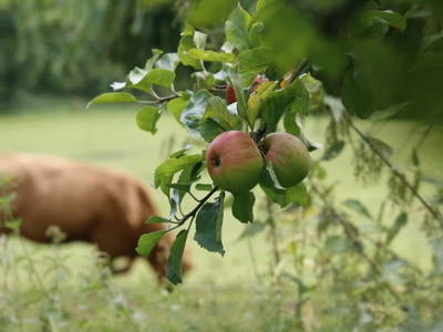 Bild 11 aus  Gripshof