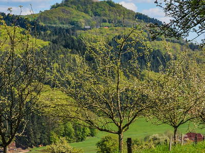 Aussicht zur Burgruine im Frühling