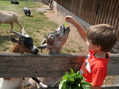 Bild 4 aus  Ferienhof Larrieder Mühle
