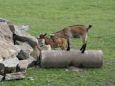 Bild 3 aus  Hannas Ranch