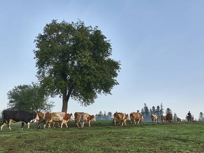 Bild 10 aus  BioFerienhof Höfler