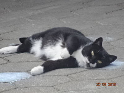 Bild 25 aus  Mayerhof