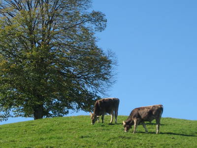 Bild 5 aus  Ferienhof Kreutzer